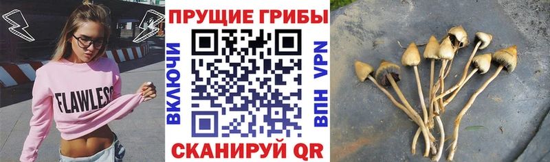 купить наркотики цена  Петропавловск-Камчатский  Псилоцибиновые грибы MAGIC MUSHROOMS 